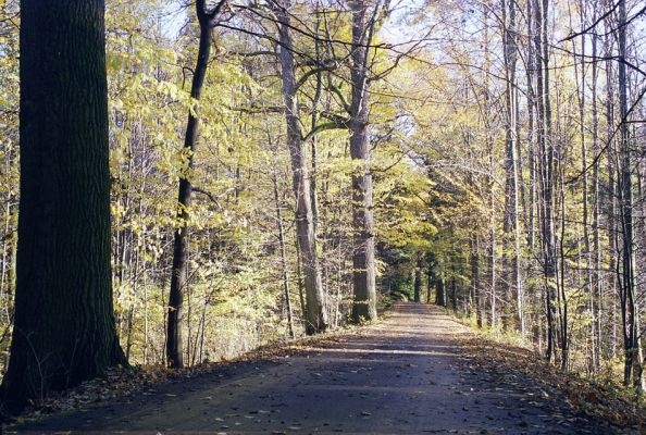 Týniště nad Orlicí, 23.10.2002
Bývalá týnišťská obora. Lesní asfaltka v blízkosti lesního rybníka Rozkoš. 
Mots-clés: Týniště nad Orlicí obora Ampedus brunnicornis