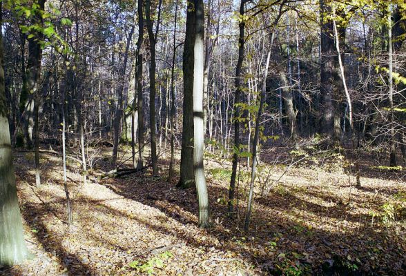 Týniště nad Orlicí, 23.10.2002
Bývalá týnišťská obora. Přirozený les v blízkosti lesního rybníka Rozkoš.
Schlüsselwörter: Týniště nad Orlicí obora Ampedus brunnicornis