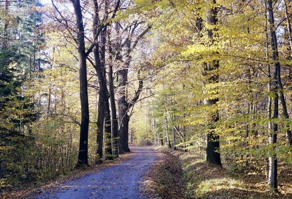 Týniště nad Orlicí, 23.10.2002
Bývalá týnišťská obora. Lesní asfaltka v blízkosti lesního rybníka Rozkoš. 
Keywords: Týniště nad Orlicí obora