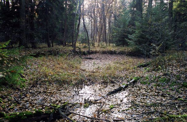 Týniště nad Orlicí, 23.10.2002
Bývalá týnišťská obora. Vysychající tůň v blízkosti lesního rybníka Rozkoš.
Klíčová slova: Týniště nad Orlicí obora rybník Rozkoš Paraphotistus nigricornis