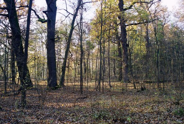 Týniště nad Orlicí, 23.10.2002
Bývalá týnišťská obora. Přirozený les v blízkosti lesního rybníka Rozkoš.
Klíčová slova: Týniště nad Orlicí Lacon querceus Ampedus brunnicornis