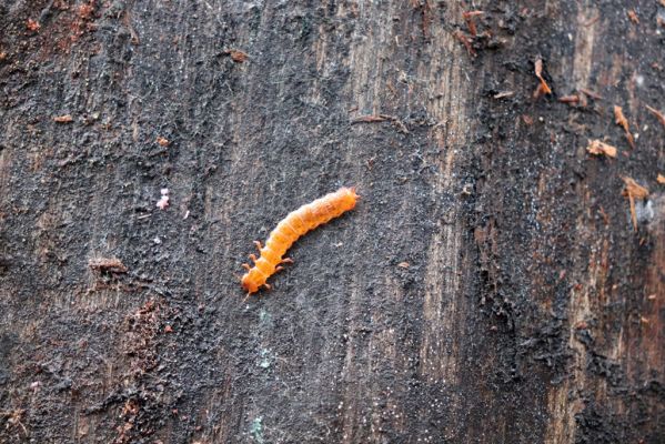 Týniště nad Orlicí, 29.12.2020
U Glorietu, larva Cucujus cinnaberinus.
Klíčová slova: Týniště nad Orlicí U Glorietu Cucujus cinnaberinus
