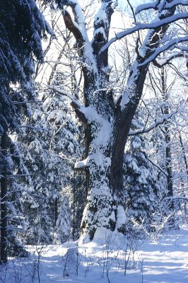 Petrovice nad Orlicí, zima 2002
Mohutný dub v rezervaci u Houkvice.
Keywords: Petrovice nad Orlicí U Houkvice Elater ferrugineus Ampedus brunnicornis Cardiophorus gramineus