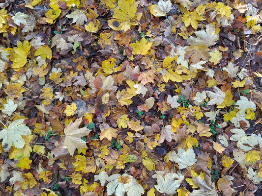 Skryje, 29.10.2023
Podzim na Zeleném vrchu.
Mots-clés: Křivoklátsko Skryje Týřov Zelený vrch