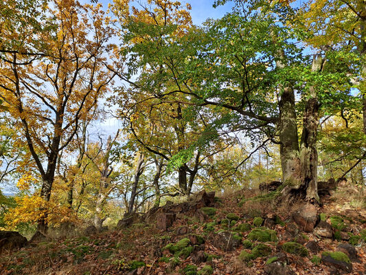 Skryje, 29.10.2023
Les na Zeleném vrchu.
Schlüsselwörter: Křivoklátsko Skryje Týřov Zelený vrch