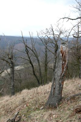 Karlova Ves - rezervace Týřov, 30.3.2009
Lesostepní formace na jihozápadním svahu nad Týřovickými skalami. 
Klíčová slova: Křivoklátsko Týřov Týřovické skály