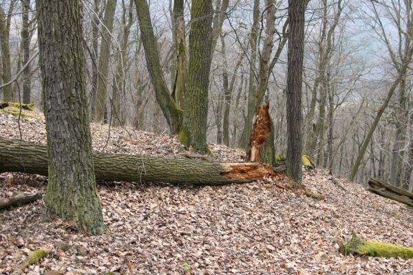 Karlova Ves - rezervace Týřov, 30.3.2009
Suťový les na hřbetu nad Týřovickými skalami. 
Klíčová slova: Křivoklátsko Týřov Týřovické skály