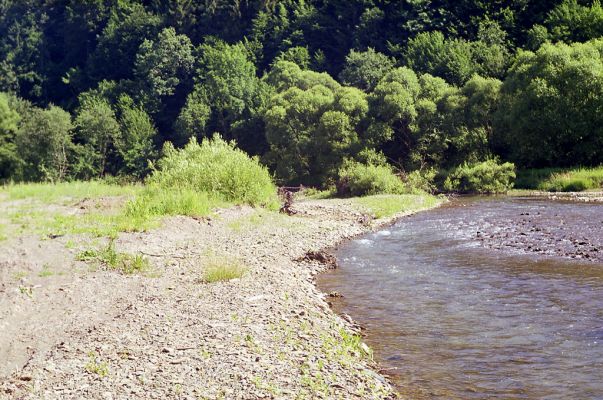 Ulič, 15.6.2002
Štěrkové náplavy v meandrech řeky Uličky.



Schlüsselwörter: Ulič řeka Ulička Adrastus kryshtali