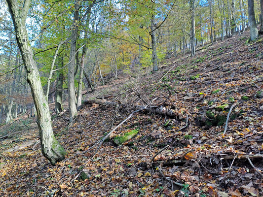 Karlova Ves, 21.10.2024
Svah nad Ševcovou cestou u Úpoře. Padlý trouchnivý kmen jedle - biotop kovaříka Ampedus meanurus.
Klíčová slova: Karlova Ves údolí Úpořského potoka Ampedus meanurus