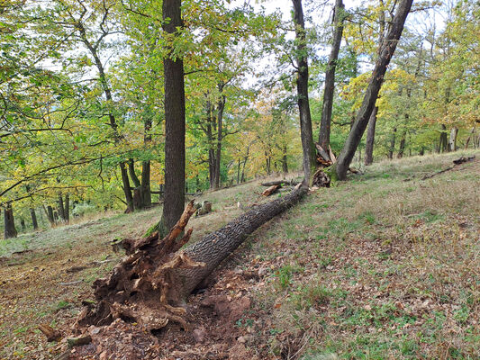 Karlova Ves, 21.10.2024
Údolí Úpořského potoka - vrch Průhonek.
Klíčová slova: Karlova Ves vrch Průhonek