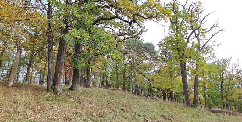 Karlova Ves, 21.10.2024
Údolí Úpořského potoka - vrch Průhonek.
Klíčová slova: Karlova Ves vrch Průhonek