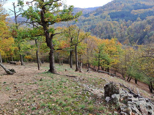 Karlova Ves, 21.10.2024
Vápenný vrch.
Klíčová slova: Karlova Ves Vápenný vrch