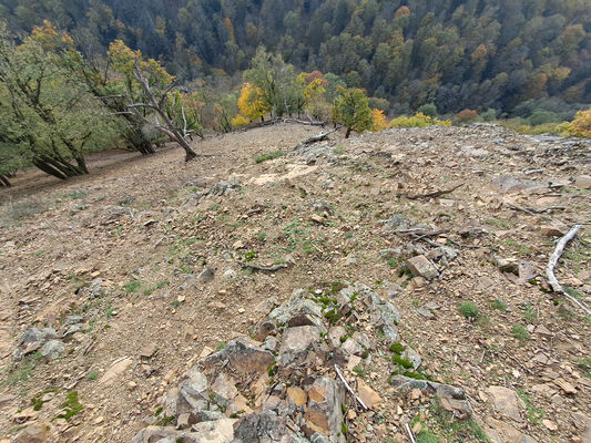 Karlova Ves, 21.10.2024
Vápenný vrch, jižní svah
Klíčová slova: Karlova Ves Vápenný vrch