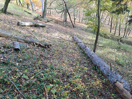 Karlova Ves, 21.10.2024
Padlé jedle v sedle mezi Týřovem a Vápenným vrchem.
Klíčová slova: Karlova Ves Týřov Ampedus melanurus