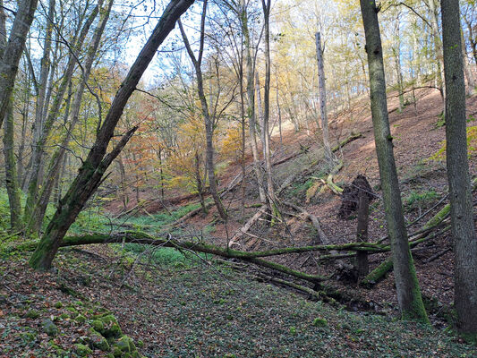 Skryje, 21.10.2024
Údolí Prostředního potoka.
Klíčová slova: Skryje údolí Prostředního potoka Ampedus melanurus