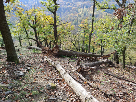 Karlova Ves, 21.10.2024
Údolí Úpořského potoka - vrch Průhonek.
Klíčová slova: Karlova Ves vrch Průhonek