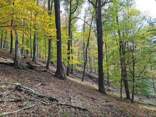 Karlova Ves, 21.10.2024
Údolí Úpořského potoka - vrch Průhonek.
Klíčová slova: Karlova Ves vrch Průhonek