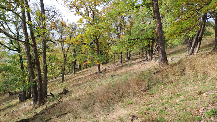 Karlova Ves, 21.10.2024
Údolí Úpořského potoka - vrch Průhonek.
Klíčová slova: Karlova Ves vrch Průhonek