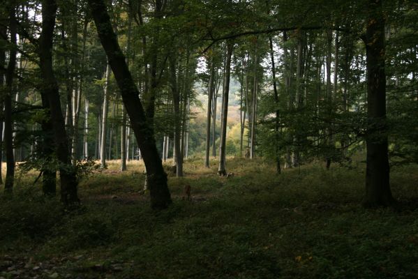Veľký Klíž, 8.10.2016
Bukový les mezi Malou a Veľkou Suchou.
Mots-clés: Veľký Klíž vrch Veľká Suchá