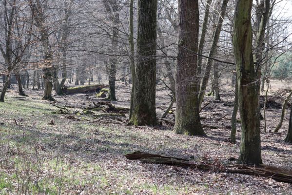 Valtice, 22.3.2019
Boří les - U Pralesa.
Keywords: Valtice Boří les U Pralesa Ectamenogonus montandoni Brachygonus dubius