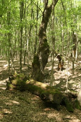 Veľký Blh, 7.5.2016
Horný Červený les (Vereš). Zarostlý pastevní les. Pohřebiště dubových obrů.

Keywords: Veľký Blh Horný Červený les Vereš