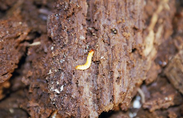 Veltrusy, 28.2.2003
Trouchnivé dřevo v dutině topolu. Larva kovaříka Crepidophorus mutilatus ve svém přirozeném prostředí.
Mots-clés: Veltrusy park Crepidophorus mutilatus