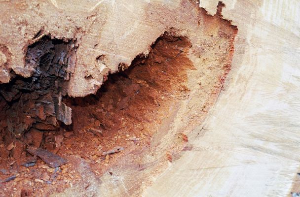 Veltrusy, 28.2.2003
Trouchnivé dřevo dutin mohutných dubů osidluje také kovařík Ampedus elegantulus. 
Klíčová slova: Veltrusy obora Ampedus elegantulus