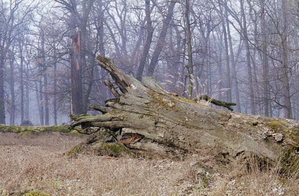 Veltrusy, 28.2.2003
Prastarý dub v oboře - monumentální památník zašlé slávy veltruských lesů.
Klíčová slova: Veltrusy obora Ampedus cardinalis