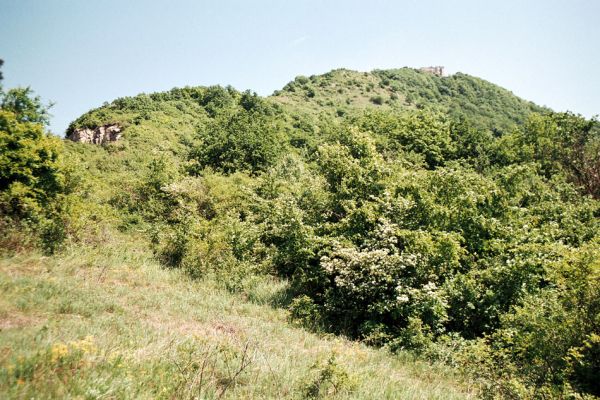 Vinné, 15.5.2006
Viniansky hrad - lesostep na jihozápadním hřbetu. Biotop kovaříka Dicronychus rubripes.
Keywords: Vinné Viniansky hrad Dicronychus rubripes