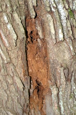 Vinné, 16.4.2007
Kmen dubu v lese pod Vinianskym hradem, napadený dřevní houbou. 
Klíčová slova: Vinné Viniansky hrad Ampedus cardinalis hjorti Lacon guerceus