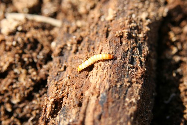 Vlhošť, 24.3.2011
Larva kovaříka Crepidophorus mutilatus v trouchu buku.
Klíčová slova: Vlhošť Crepidophorus mutilatus
