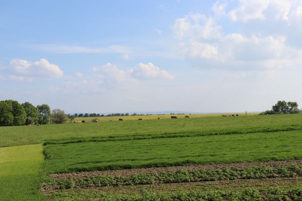 Voleč, 18.5.2019
Pohled na horní pastvinu.
Schlüsselwörter: Voleč horní pastvina