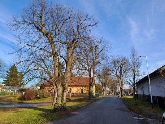 Žďár nad Orlicí, 9.1.2025
Lipová alej ve Žďáru nad Orlicí.
Klíčová slova: Žďár nad Orlicí Tichá Orlice