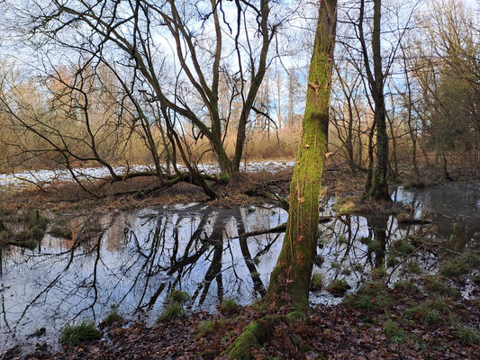 Žďár nad Orlicí, 9.1.2025
Starý tok Tiché Orlice u Tůmovky.
Klíčová slova: Žďár nad Orlicí Tichá Orlice Tůmovka