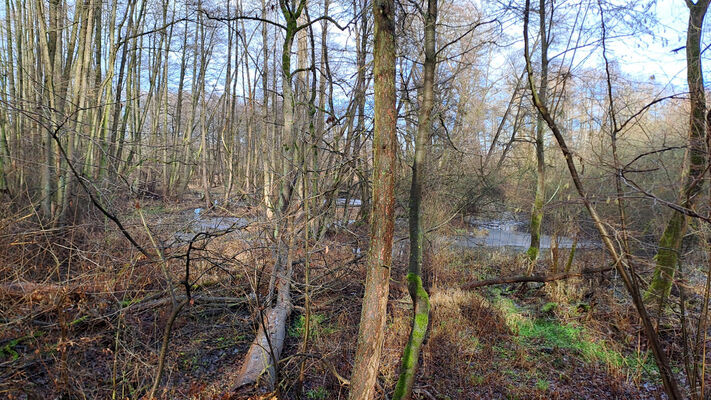 Žďár nad Orlicí, 9.1.2025
Starý tok Tiché Orlice u Tůmovky.
Klíčová slova: Žďár nad Orlicí Tichá Orlice Tůmovka