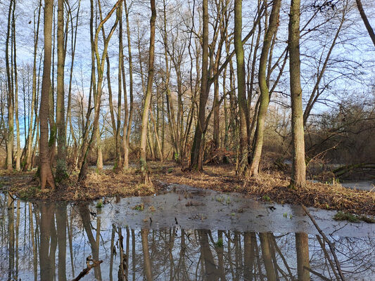 Žďár nad Orlicí, 9.1.2025
Starý tok Tiché Orlice u Tůmovky.
Klíčová slova: Žďár nad Orlicí Tichá Orlice Tůmovka