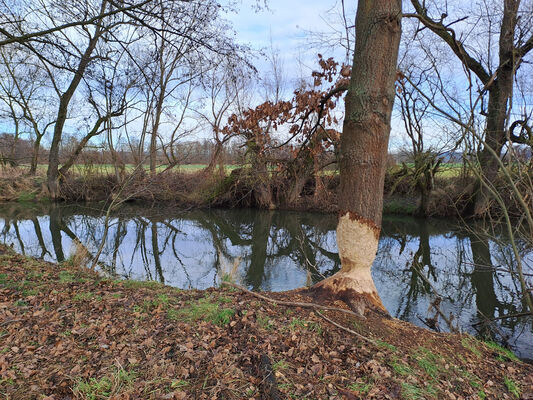 Žďár nad Orlicí, 9.1.2025
Tichá Orlice u soutoku s Divokou Orlicí.
Klíčová slova: Žďár nad Orlicí Tichá Orlice