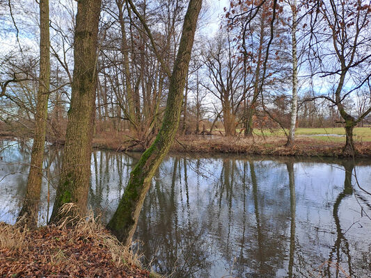 Žďár nad Orlicí, 9.1.2025
Tichá Orlice u soutoku s Divokou Orlicí.
Klíčová slova: Žďár nad Orlicí Tichá Orlice