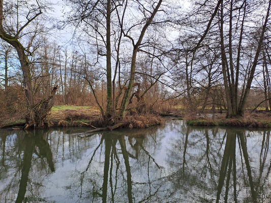 Žďár nad Orlicí, 9.1.2025
Starý tok Tiché Orlice u soutoku s Divokou Orlicí.
Klíčová slova: Žďár nad Orlicí Tichá Orlice