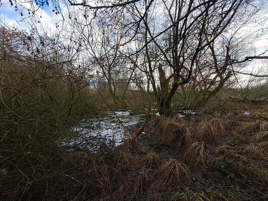 Žďár nad Orlicí, 9.1.2025
Starý tok Tiché Orlice u soutoku s Divokou Orlicí.
Klíčová slova: Žďár nad Orlicí Tichá Orlice