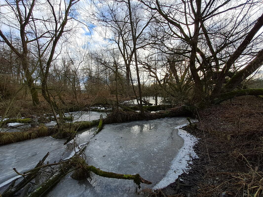 Žďár nad Orlicí, 9.1.2025
Starý tok Tiché Orlice u soutoku s Divokou Orlicí.
Klíčová slova: Žďár nad Orlicí Tichá Orlice