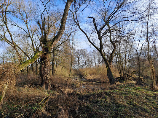 Týniště nad Orlicí, 9.1.2025
Staré koryto Divoké Orlice u soutoku.
Klíčová slova: Týniště nad Orlicí Divoká Orlice