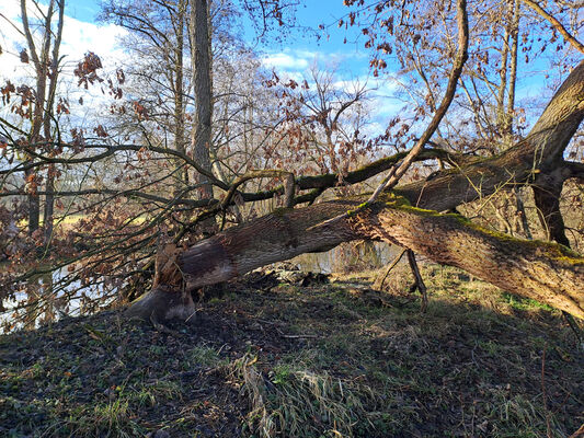 Týniště nad Orlicí, 9.1.2025
Divoká Orlice.
Klíčová slova: Týniště nad Orlicí Divoká Orlice