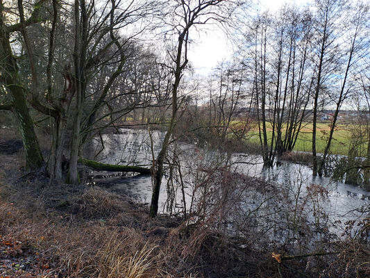 Týniště nad Orlicí, 9.1.2025
Staré koryto Divoké Orlice.
Klíčová slova: Týniště nad Orlicí Divoká Orlice