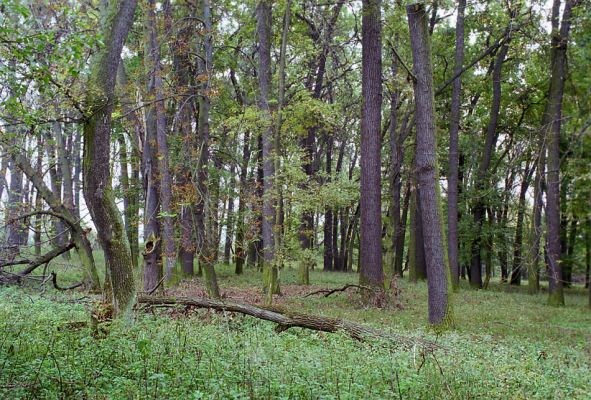 Žehuňská obora, 3.10.2002
Listnatý les v rezervaci Kněžičky v blízkosti železniční stanice.
Schlüsselwörter: Žehuňská obora Kněžičky Calambus bipustulatus