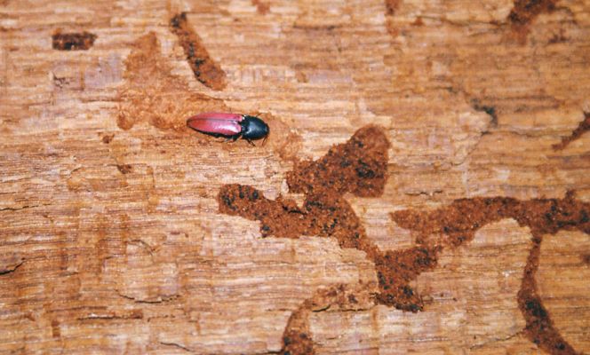 Žehuňská obora, 3.10.2002
Kovařík Ampedus cardinalis v kukelní kolébce v trouchnivém dřevě dubu.
Klíčová slova: Žehuňská obora Kněžičky Ampedus cardinalis