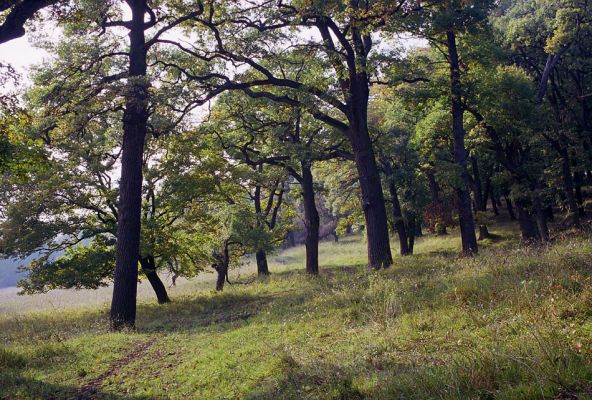 Žehuňská obora, 3.10.2002
Jižní okraj listnatého lesa.
Keywords: Žehuňská obora Kněžičky