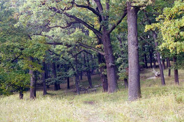 Žehuňská obora, 3.10.2002
Jižní okraj listnatého lesa.
Mots-clés: Žehuňská obora Kněžičky
