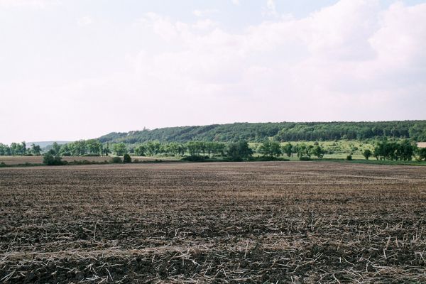 Žehuňská obora, 4.8.2004
Pohled na východní část rezervace Kněžičky.
Klíčová slova: Žehuňská obora Kněžičky Agriotes gallicus