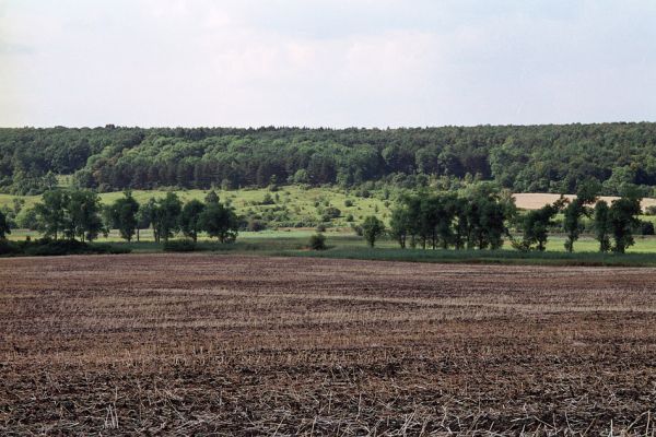 Žehuňská obora, 4.8.2004
Pohled na východní výběžek rezervace Kněžičky.
Keywords: Žehuňská obora Kněžičky Agriotes gallicus